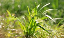 大自然的恩惠_700字