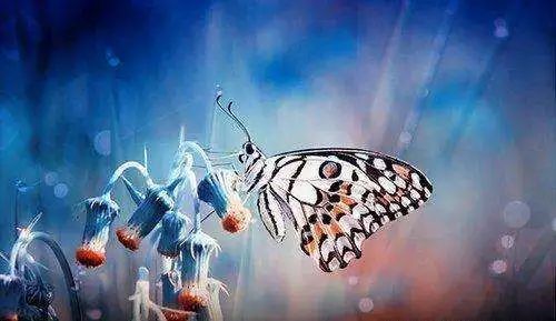 把茧变成蝴蝶_1200个单词