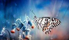 破茧成蝶_1200字