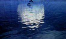 月光下的思念_1500字