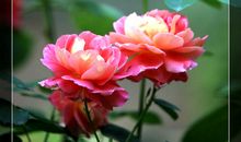 立夏到来月季花开，小满之后石榴花开_900字