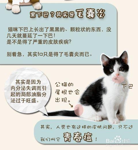 青春角落的猫600字