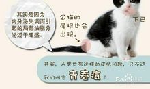 青春转角处的那只猫_600字