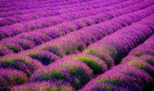 美丽的薰衣草_300字