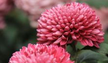 和谐之美，美在友善_650字