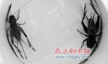 两只蟋蟀