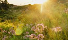 阳光下成长_650字