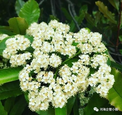 花希瑟（第1部分）_1500字