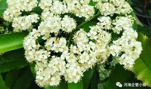 花石楠（上）_1500字