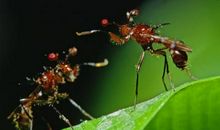 苍蝇与世界冠军