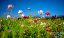 春天的心情_1000字