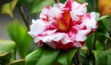 那一次，我懂得了真正的亲情_550字