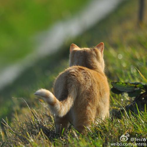 青春角落的猫（3）_600字