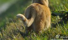 青春转角处的那只猫（三）_600字