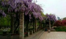 母校的紫藤_650字