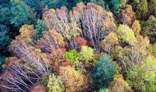 美丽的秋天_300字