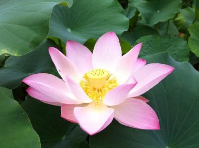 关于荷花的构图：晨练“荷花”时赏花_350字