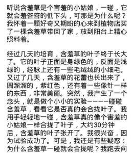 三年级作文：搞笑含羞草_400字