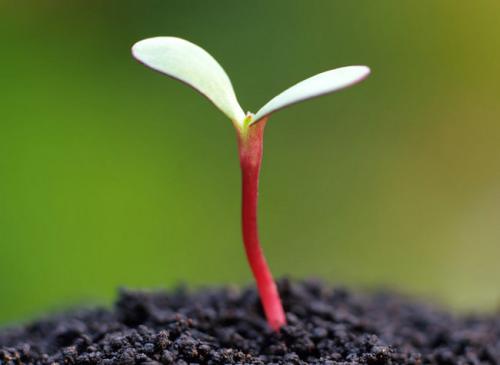 有一种经验叫做growth_1500个单词