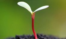 有一种经历叫成长_1500字