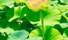 关于荷花的作文：荷花赞_400字