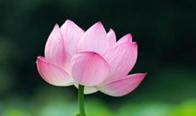 关于荷花的作文：淤泥与荷花_700字