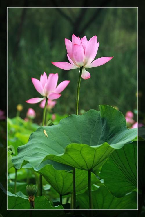 荷花作文：夏莲_100字