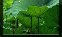 关于荷花的作文：夏日荷花_100字