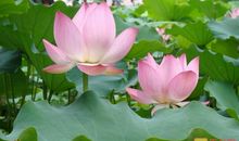 关于荷花的作文：荷花知多少_800字