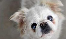 初二续写改写作文：狼的自述_800字