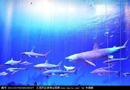 关于动物的成分：我是一条深海鱼类_1500个单词