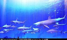 关于动物的作文：我是一条深海鱼_1500字