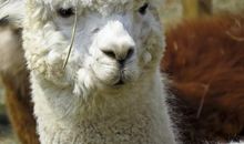 三年级状物作文：羊驼_400字