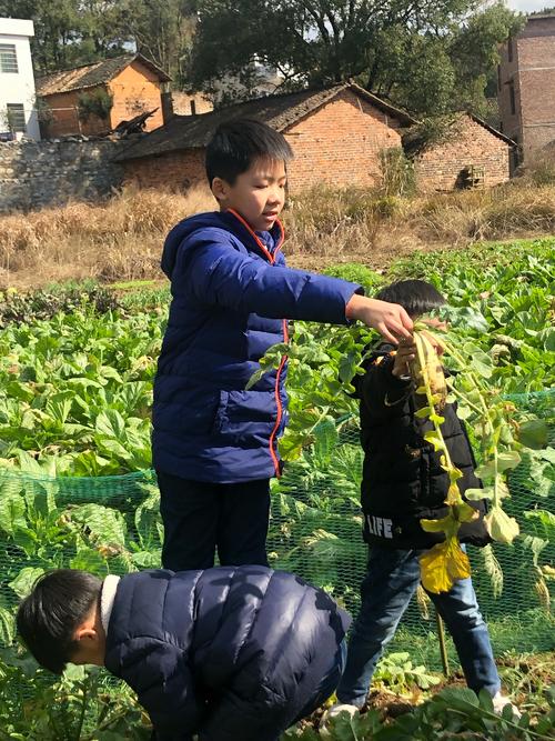 在乡村的一天_250字