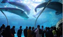 参观海洋馆_350字