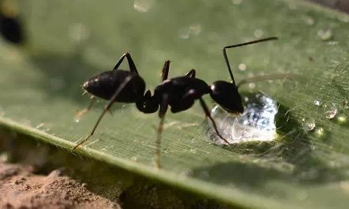青蛙和蚂蚁_400个单词