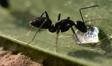 青蛙和蚂蚁_400字