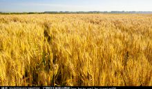 不一样的麦子_400字