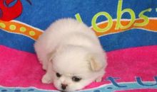 关于动物的作文：可爱的小狗狗_1200字