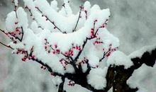 冬天，梅花笑了_650字