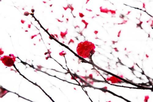 梅花的坚强_650字