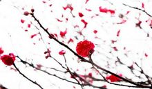 梅花的坚强精神_650字