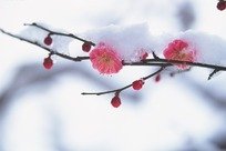 盛开的洋李_650字