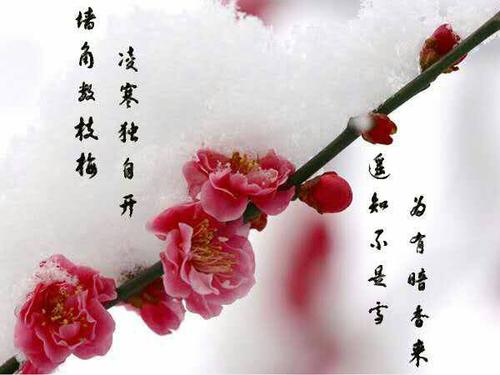梅花记忆_600字