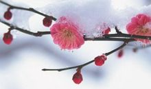 梅花的色香姿_600字