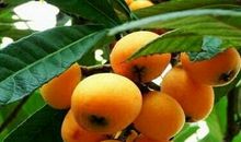 好吃的家乡特产枇杷_600字