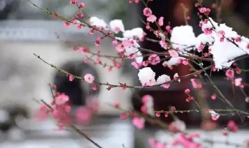 梅花香_600字