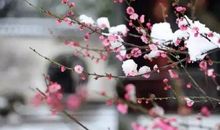 梅花的清香_600字