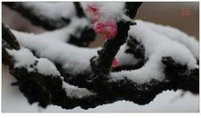 梅花山看梅花_750字