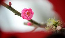 梅花绽放的芬芳_650字